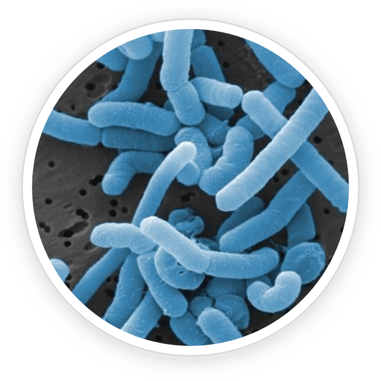 Lactobacillus Paracasei clinical research – science behind ProDentim oral probiotic