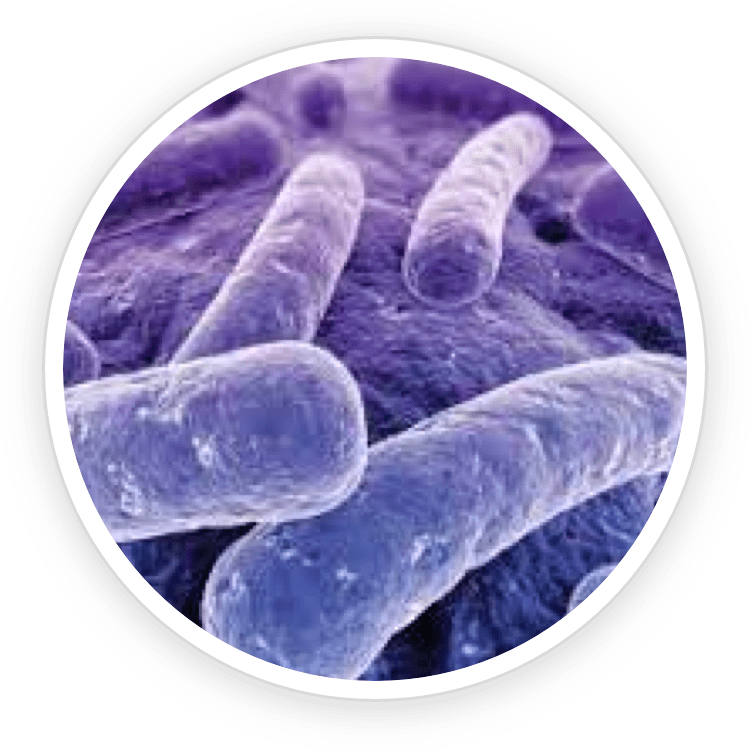 B.lactis BL-04 clinical research – science behind ProDentim best oral probiotic