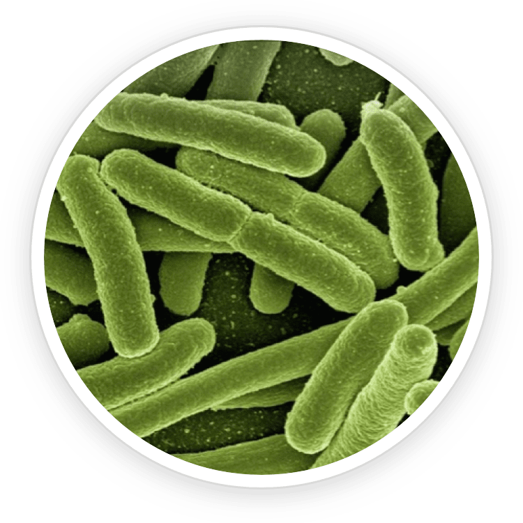 Lactobacillus Reuteri clinical research – science behind ProDentim for bad breath